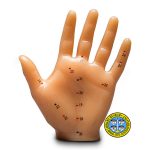 Image of Acupuncture Hand Model - 2 of 2